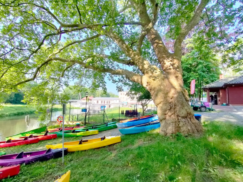 Witczakowe kajaki na Redzie